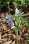 Spiderwort